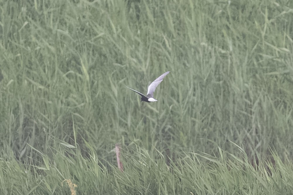 白翅黑燕鷗 - ML619569604