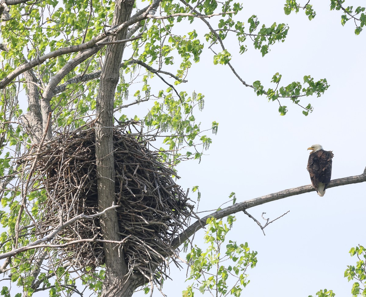 Bald Eagle - Ezra H