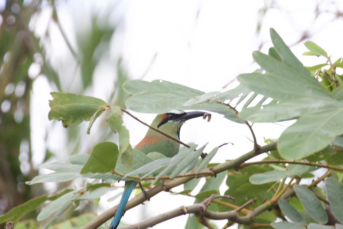 Turquoise-browed Motmot - allie bluestein