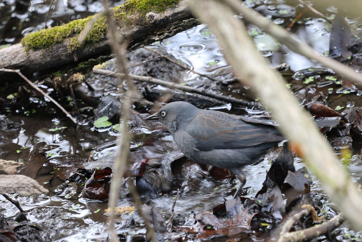 Rusty Blackbird - Ezra H