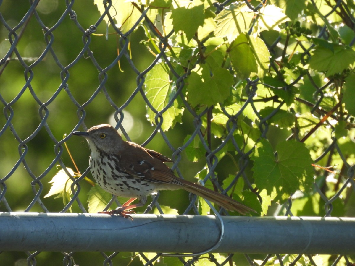 Brown Thrasher - Annik Paquet