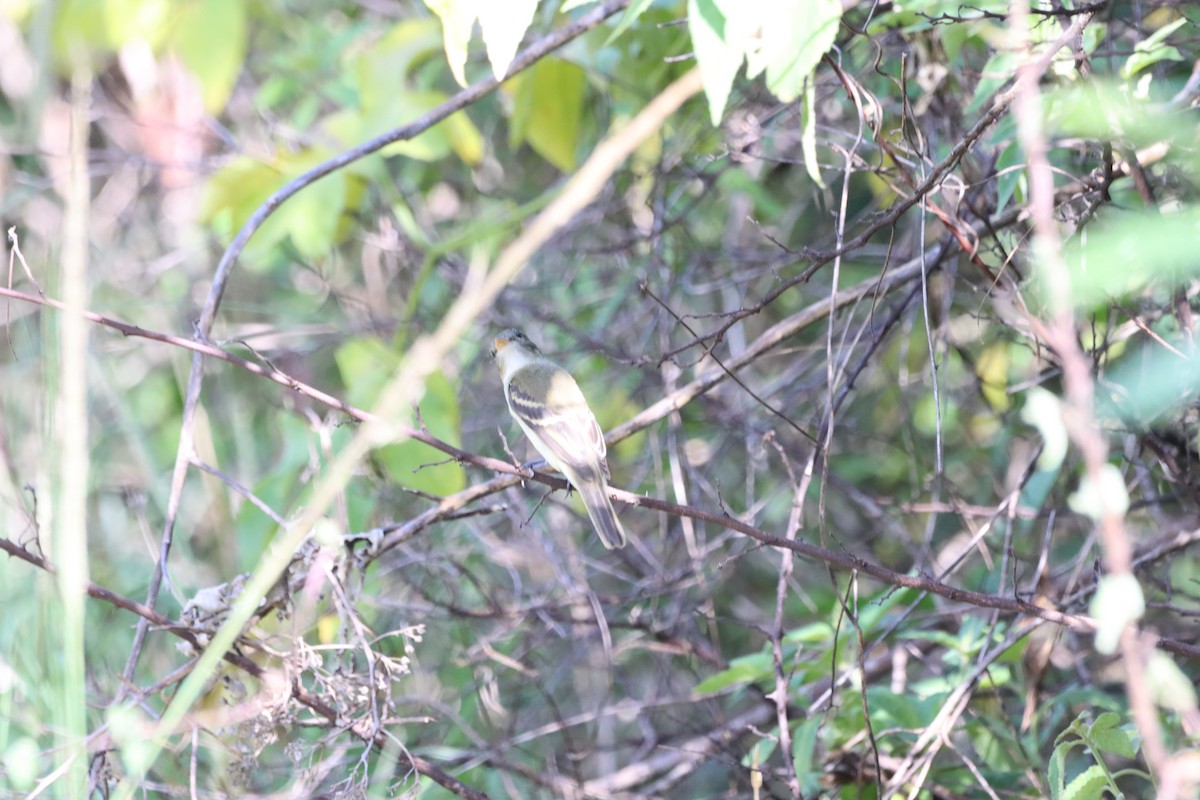 Alder Flycatcher - Oliver  Komar