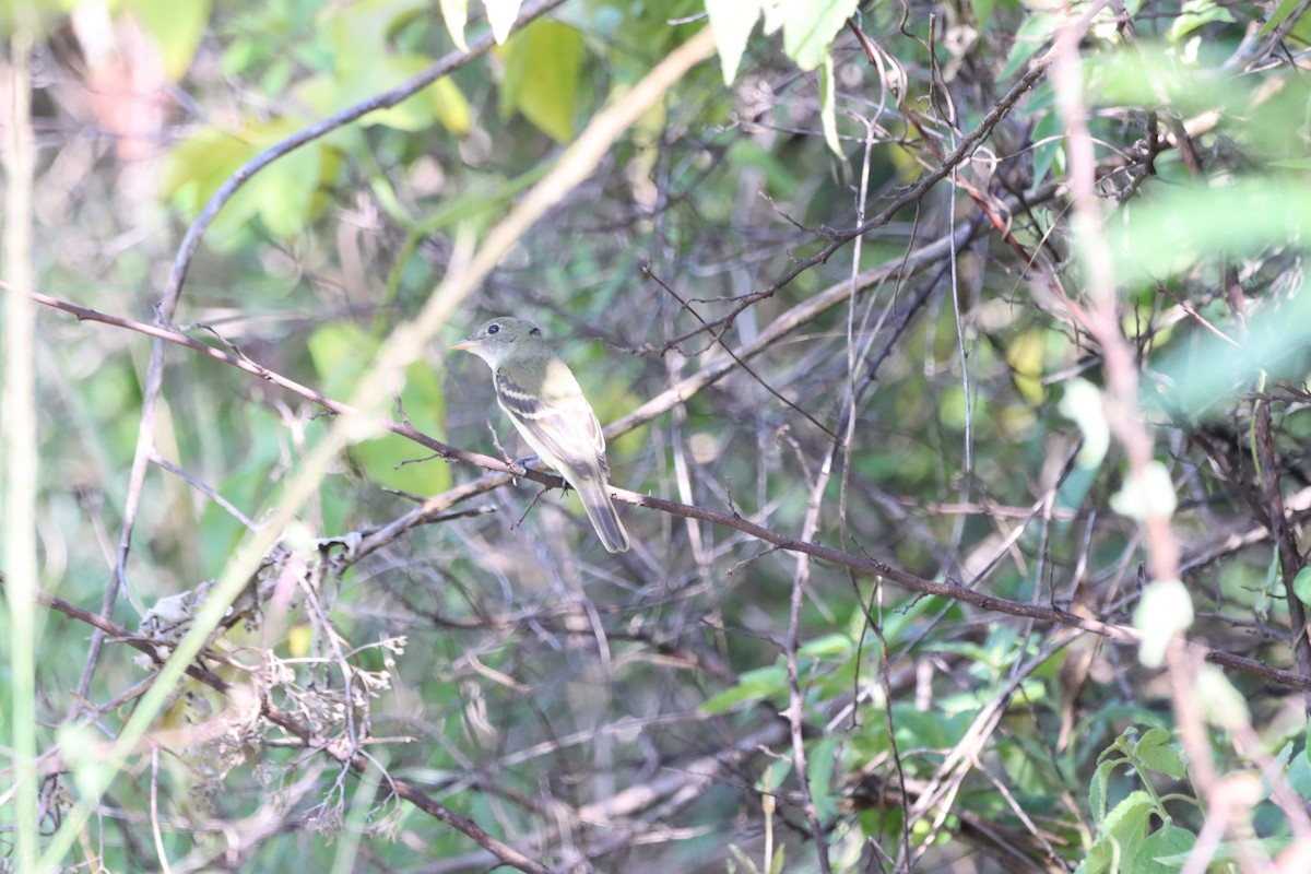 Alder Flycatcher - Oliver  Komar