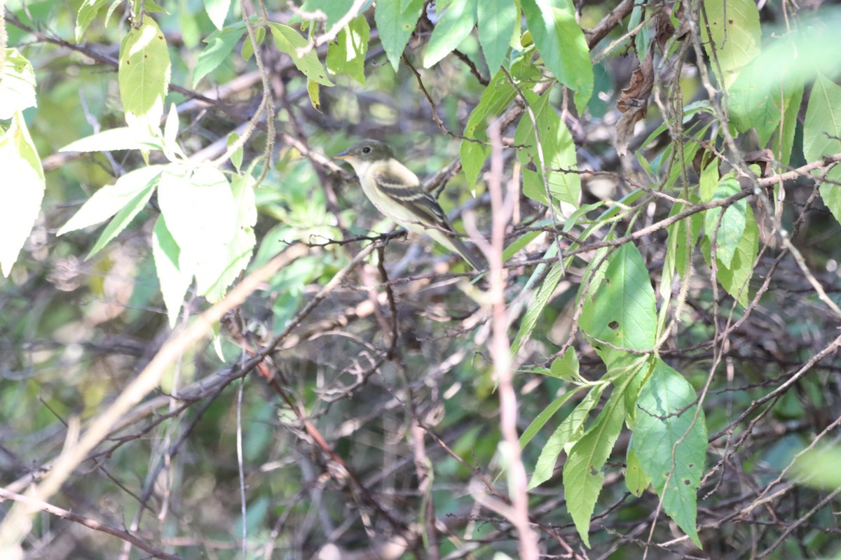 Alder Flycatcher - Oliver  Komar