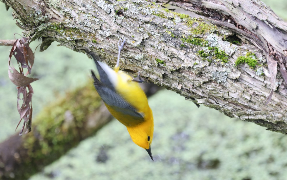 Prothonotary Warbler - Ezra H