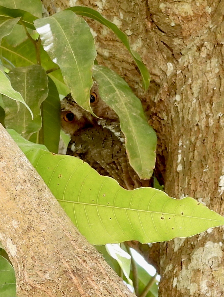 Pacific Screech-Owl - Susan Thome-Barrett