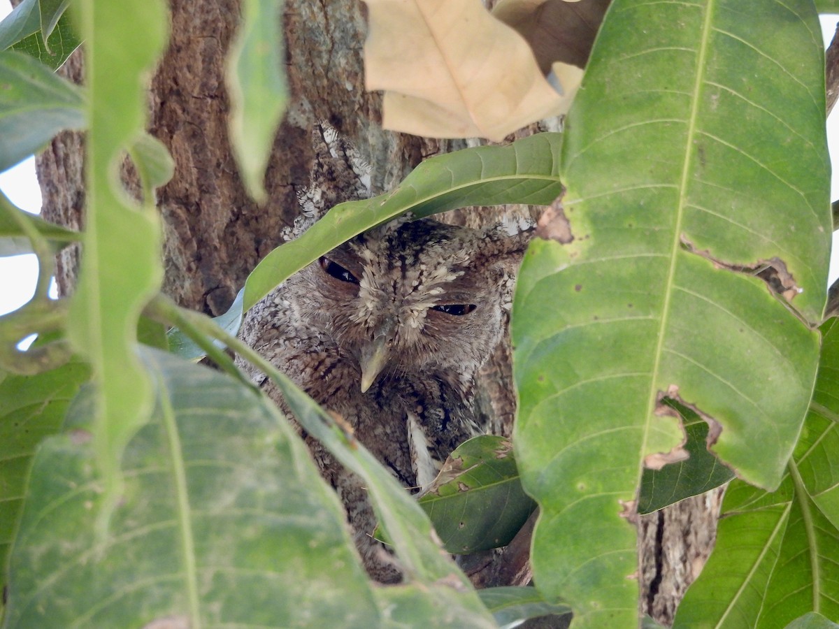 Pacific Screech-Owl - ML619569626