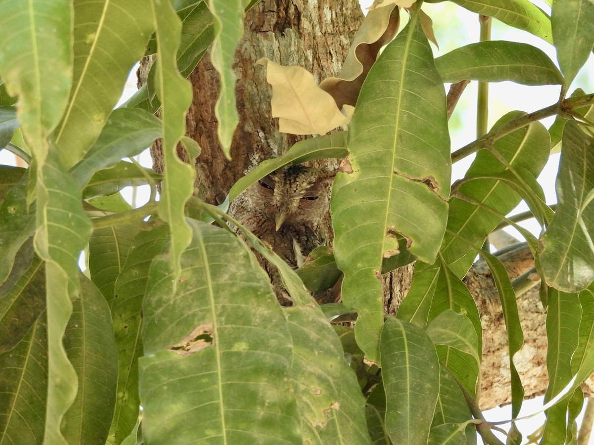 Pacific Screech-Owl - Susan Thome-Barrett