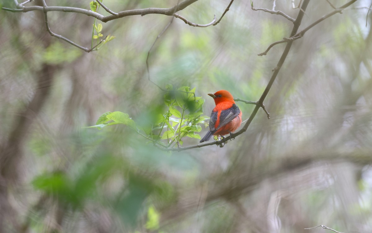Scarlet Tanager - ML619569631