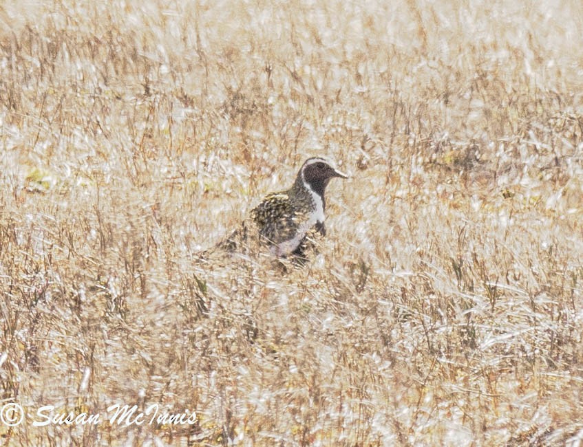 European Golden-Plover - Susan Mac