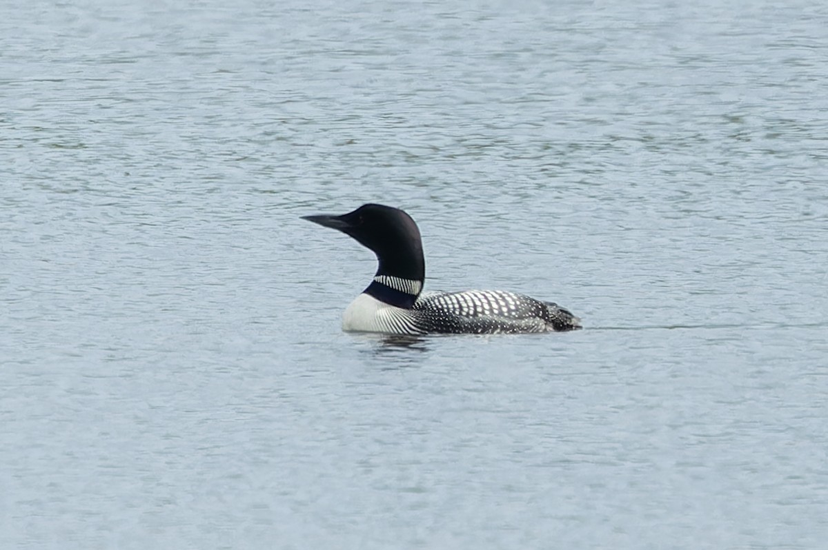 Common Loon - Kyle Blaney
