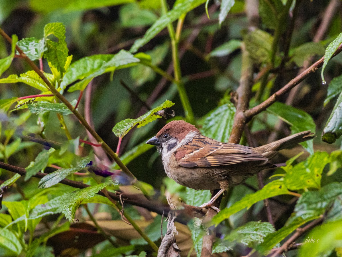 Eurasian Tree Sparrow - Debojyoti Chakraborty
