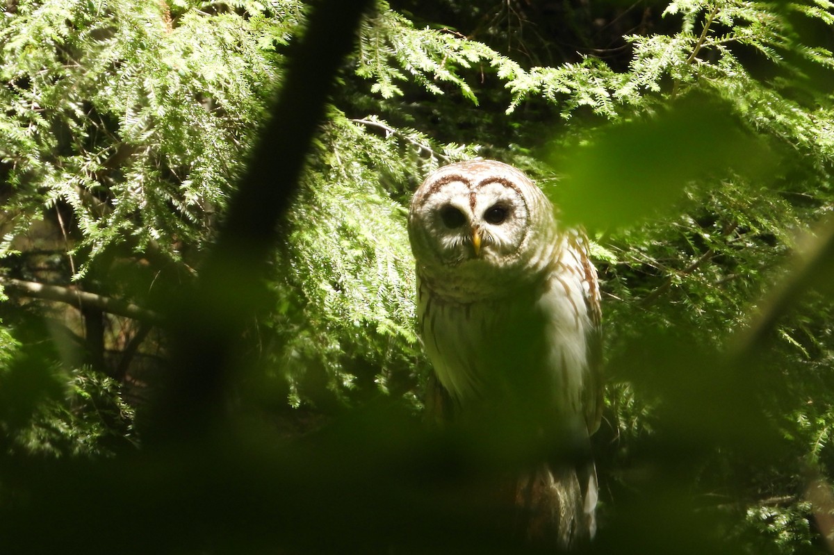 Barred Owl - Kisa Weeman