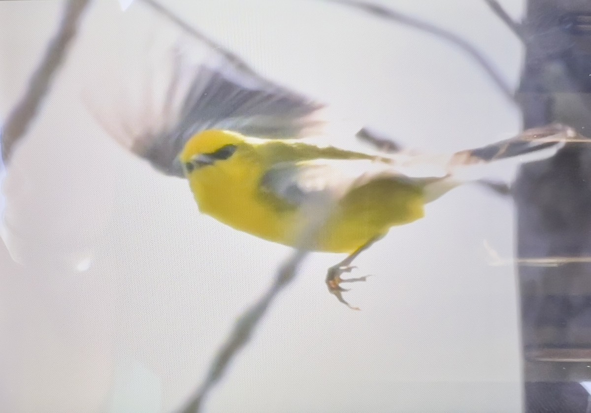 Blue-winged Warbler - Always An Adventure Inc. Team