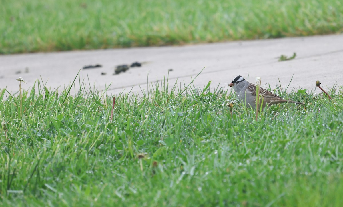 White-crowned Sparrow - Ezra H