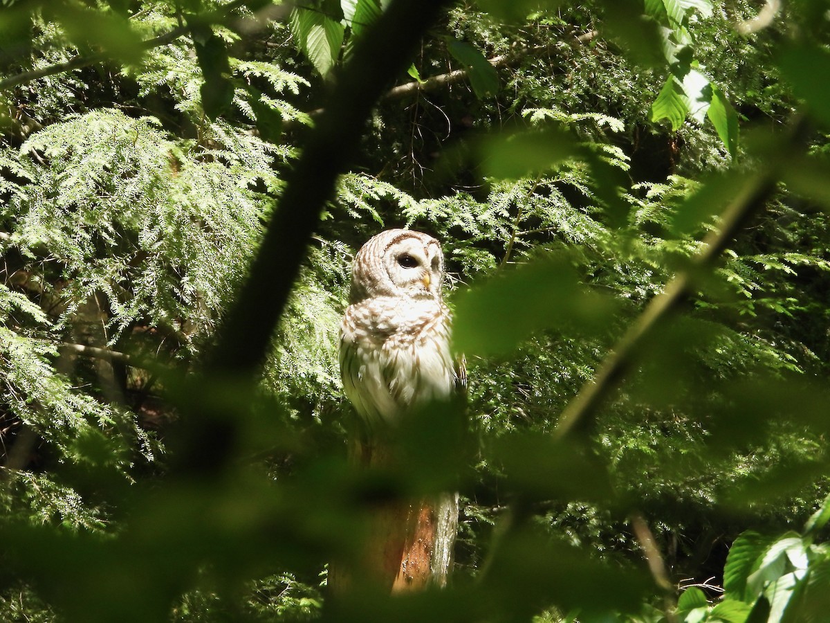 Barred Owl - Kisa Weeman
