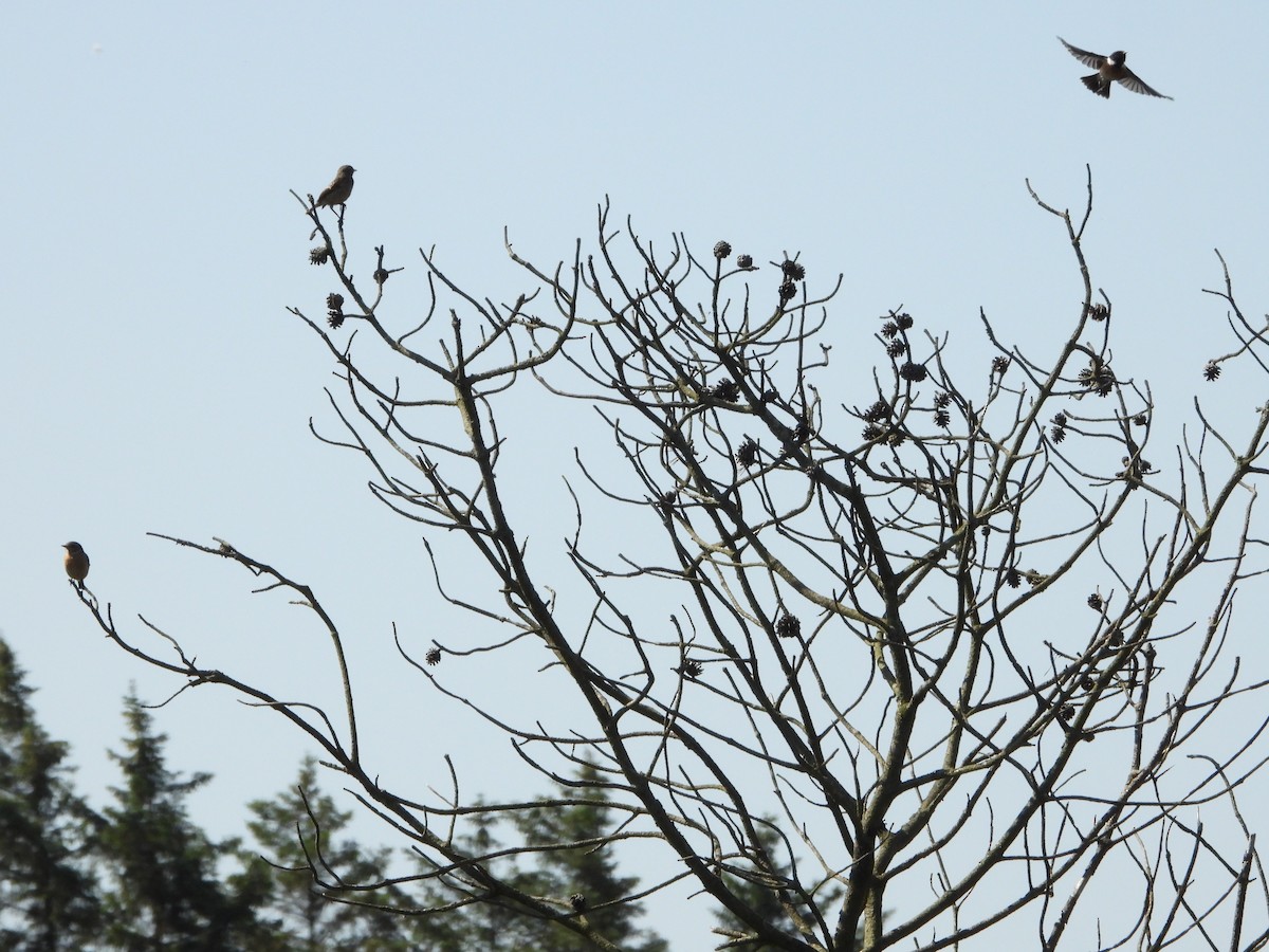 European Stonechat - ML619569647