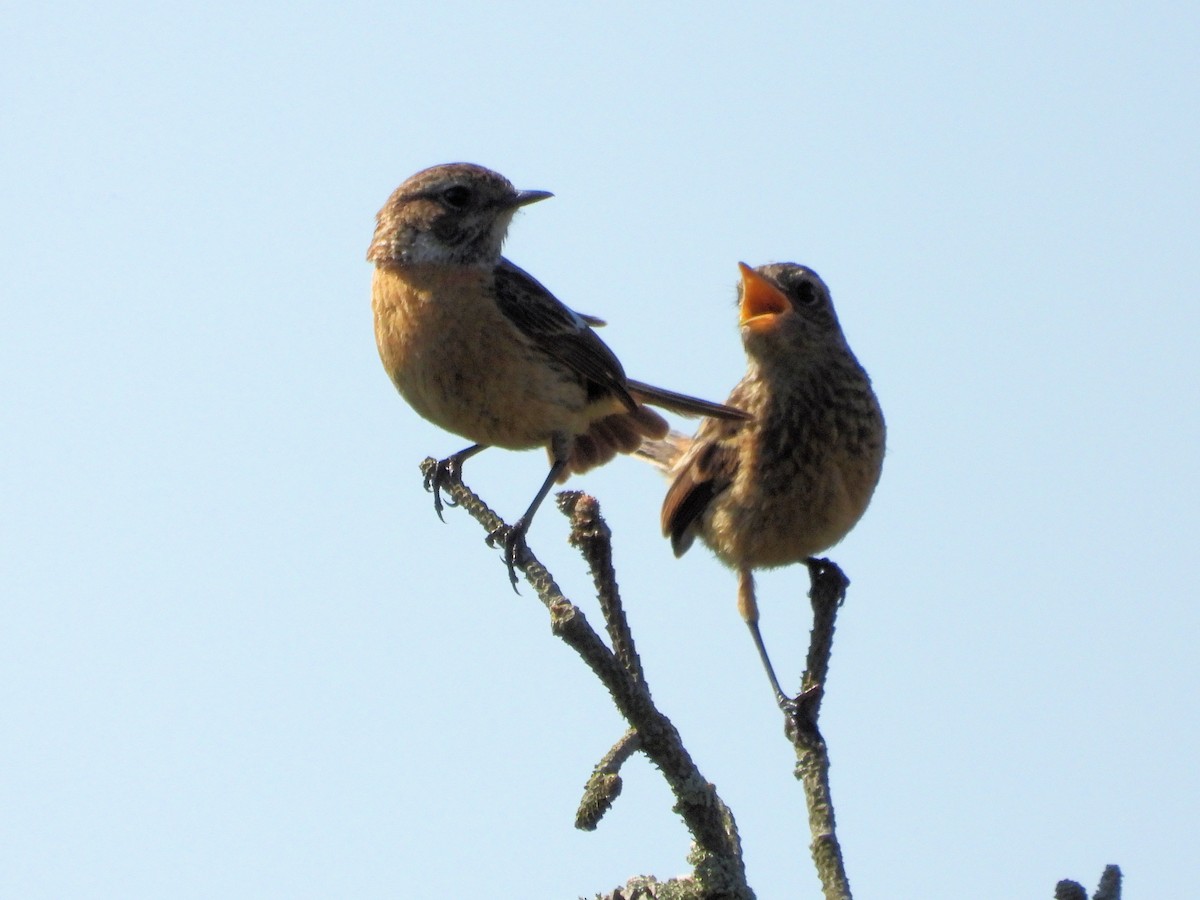 European Stonechat - Martin Rheinheimer