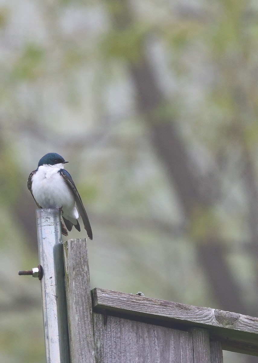 Tree Swallow - Ezra H