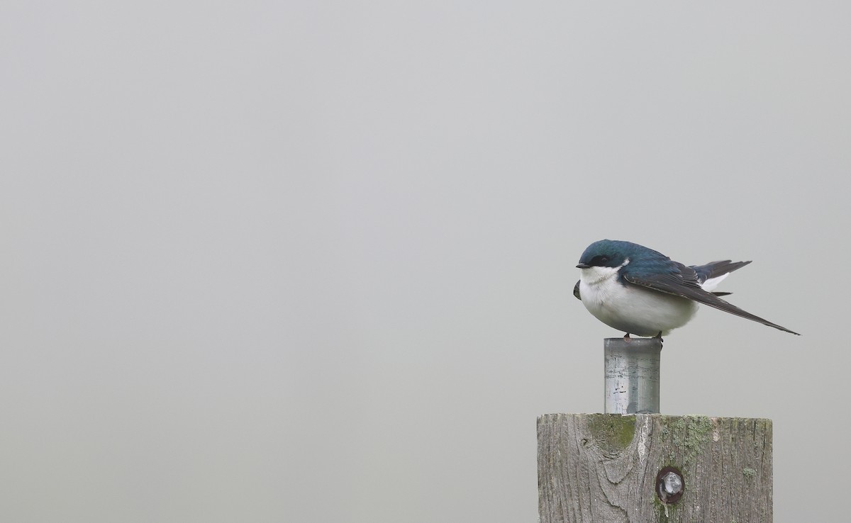 Tree Swallow - Ezra H