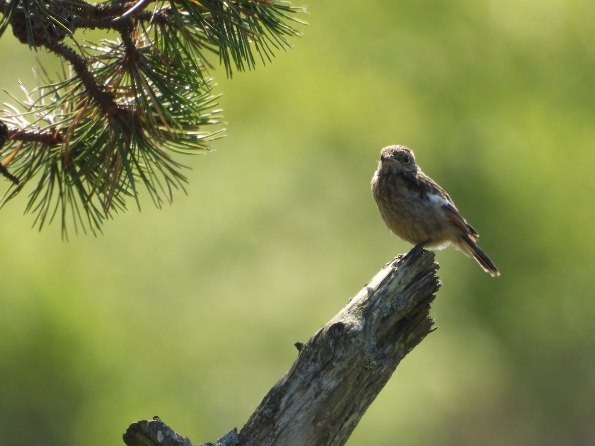 European Stonechat - Martin Rheinheimer