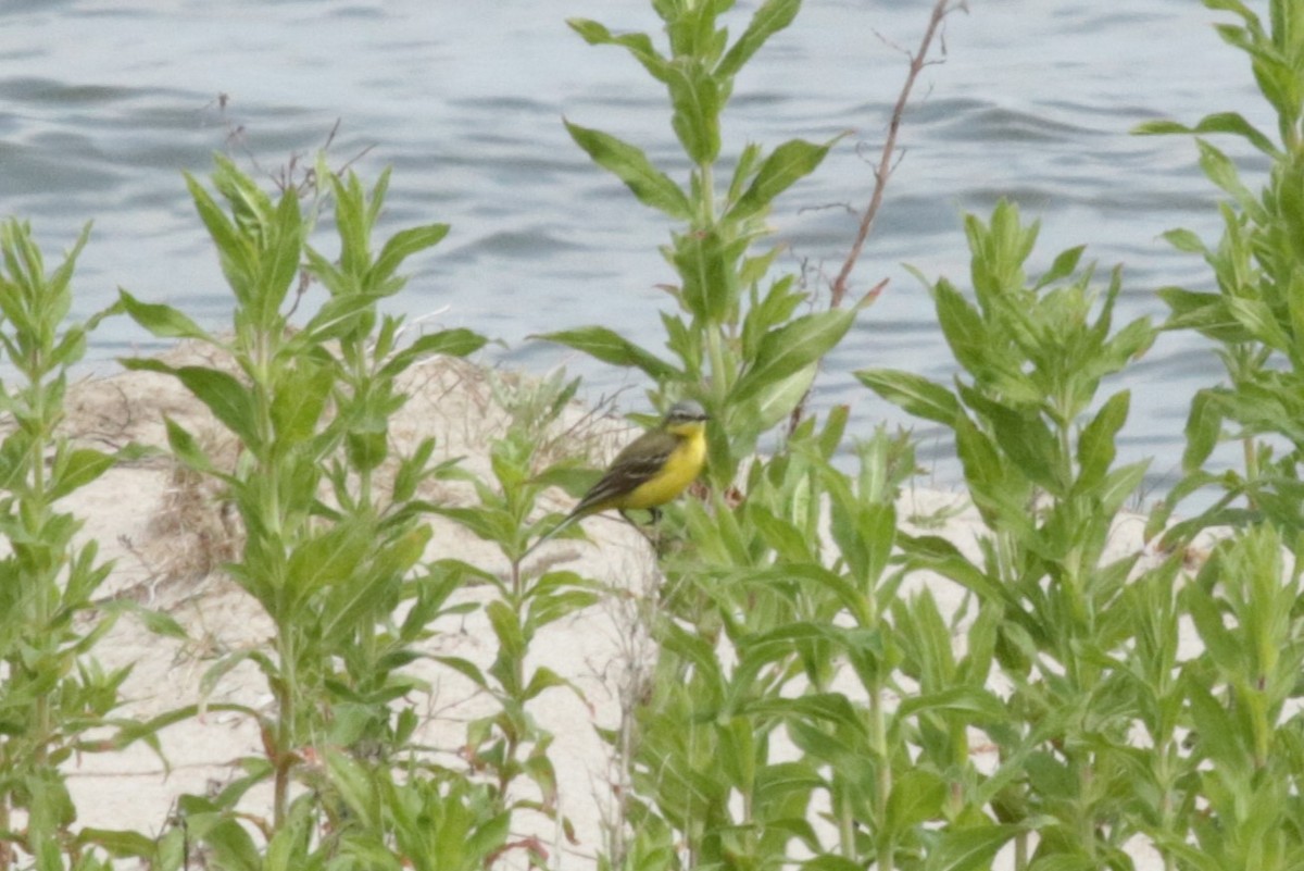 Western Yellow Wagtail - Jan Roedolf