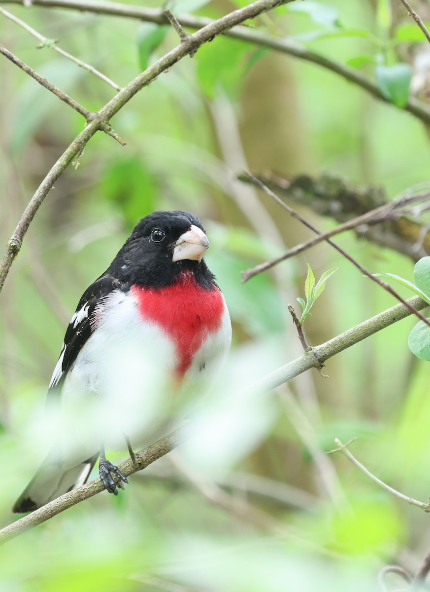 Rose-breasted Grosbeak - Ezra H