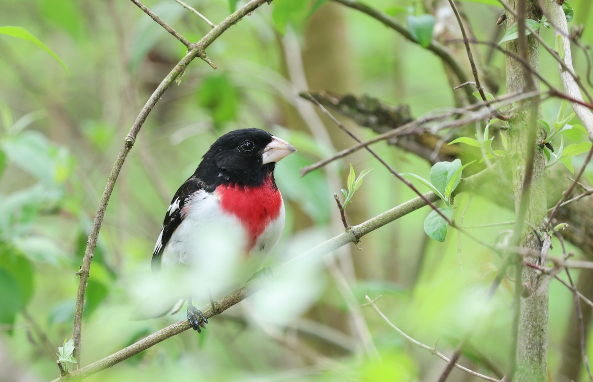 Rose-breasted Grosbeak - Ezra H