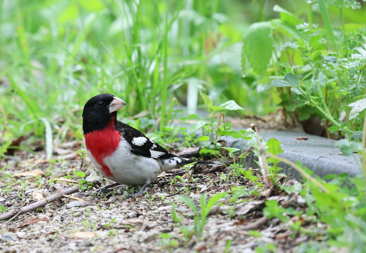 Rose-breasted Grosbeak - Ezra H