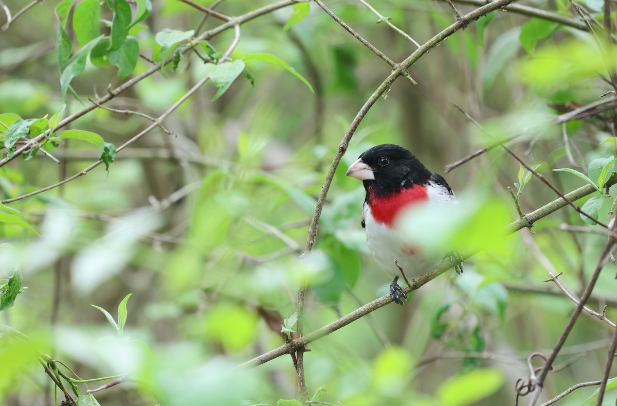 Rose-breasted Grosbeak - Ezra H