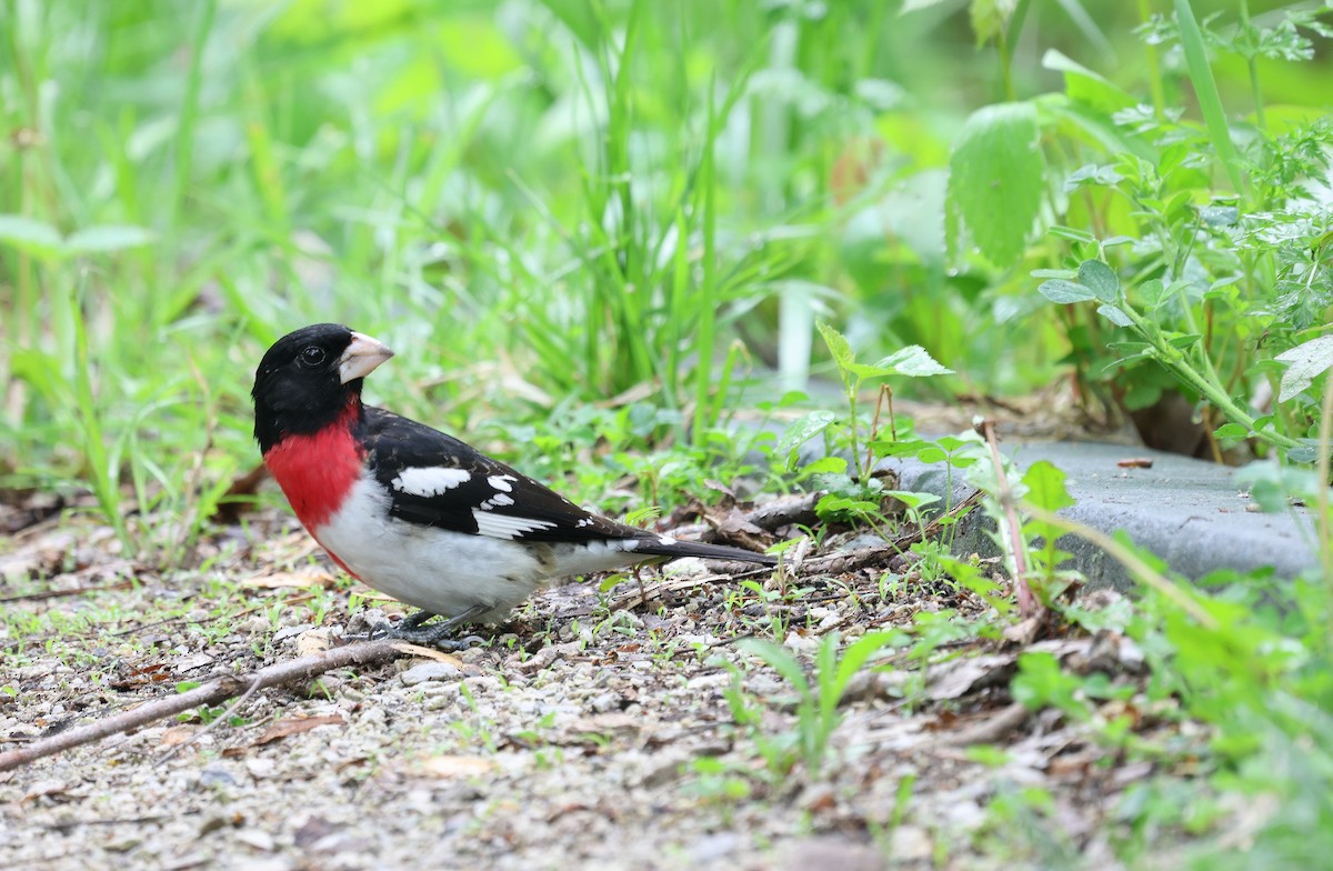 Rose-breasted Grosbeak - Ezra H