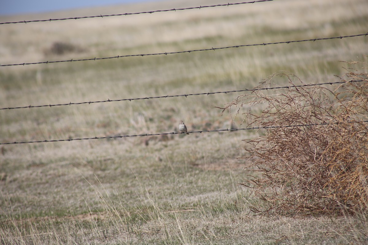 Brewer's Sparrow - Morgan Van Peursem