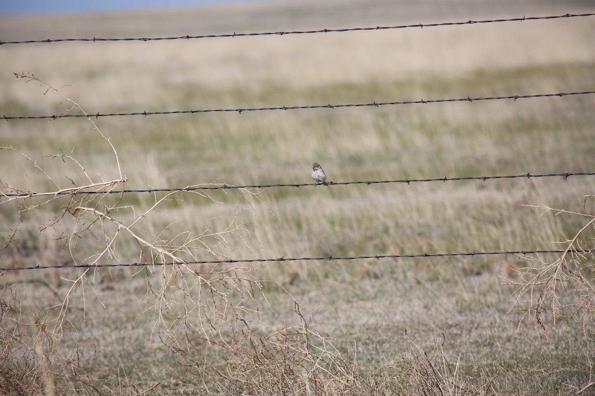 Brewer's Sparrow - ML619569666