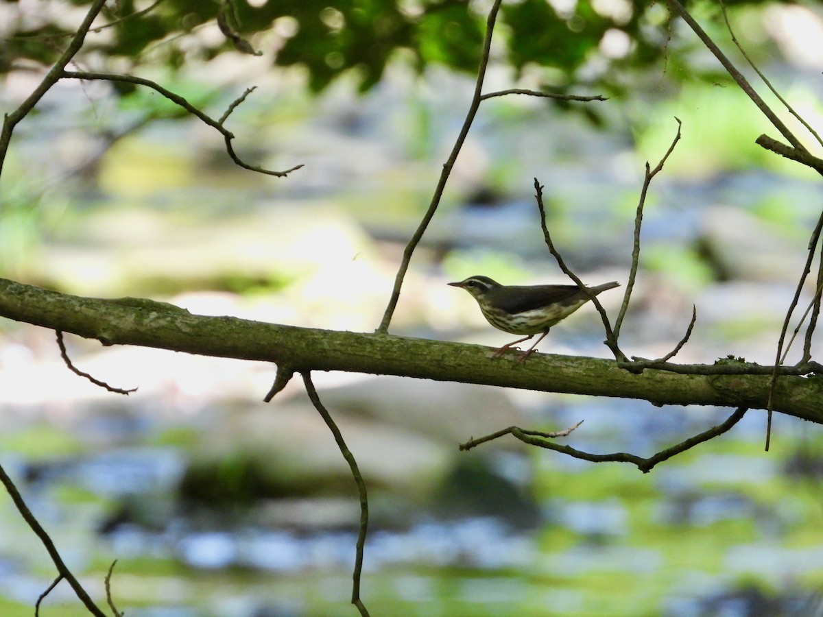 Louisiana Waterthrush - ML619569669