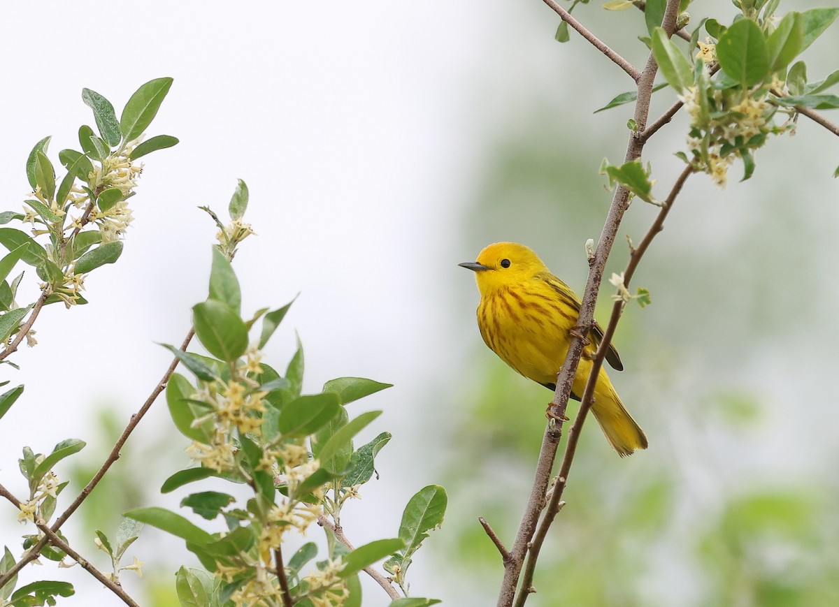 Yellow Warbler - Ezra H