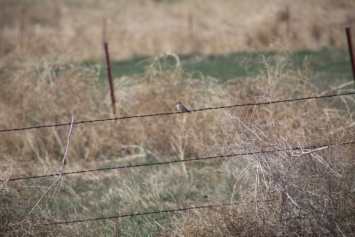 Chipping Sparrow - Morgan Van Peursem