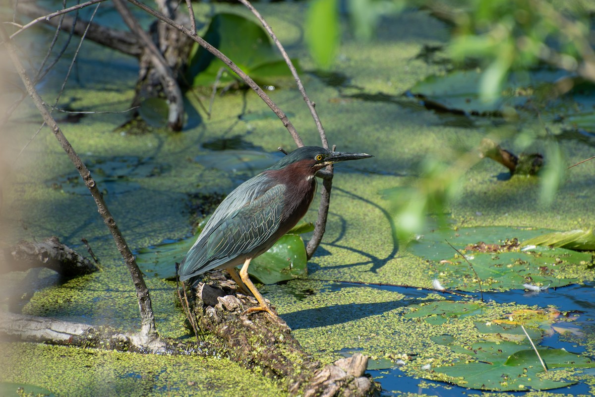 Green Heron - Madalin Bernt