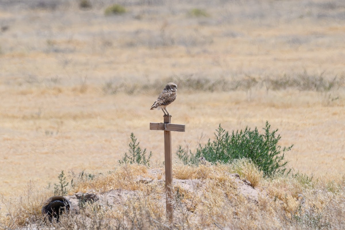 Burrowing Owl - Joe Ventimiglia