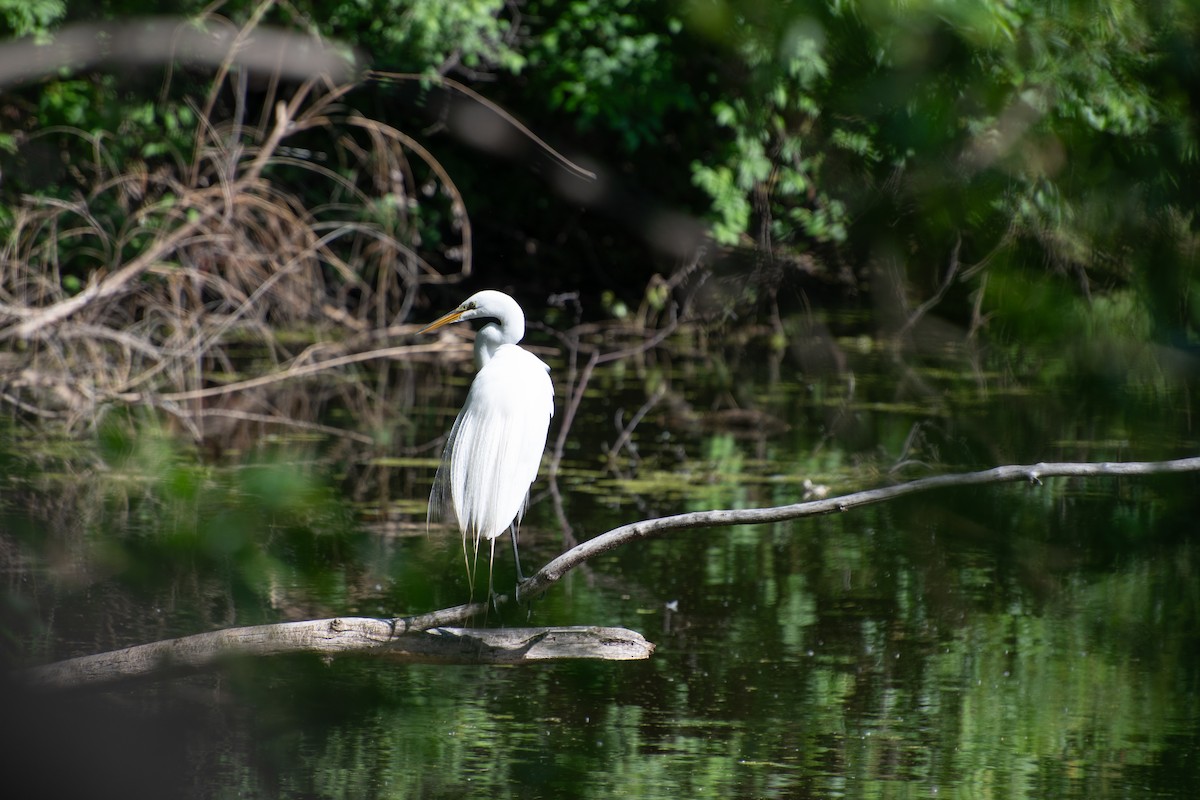 Great Egret - Madalin Bernt