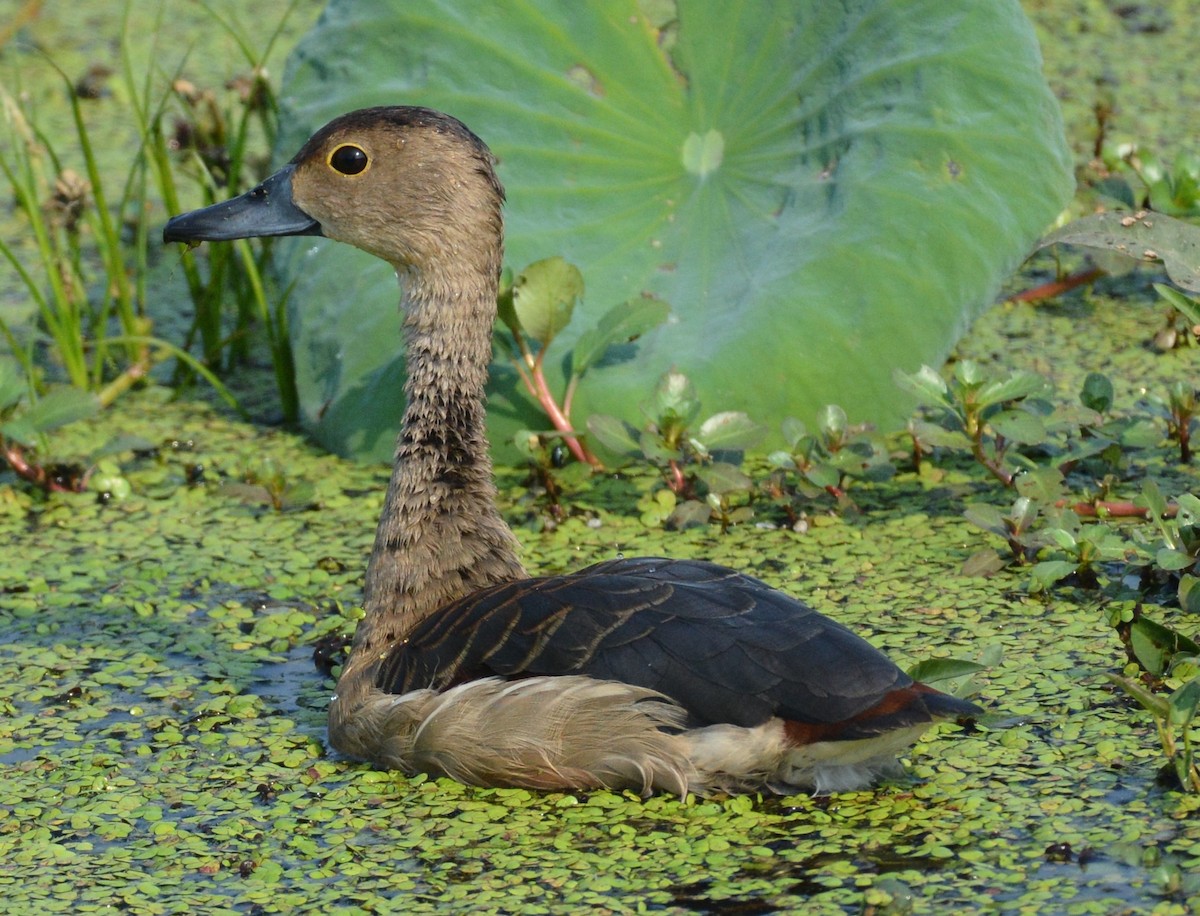 Lesser Whistling-Duck - chaitanya maringanti