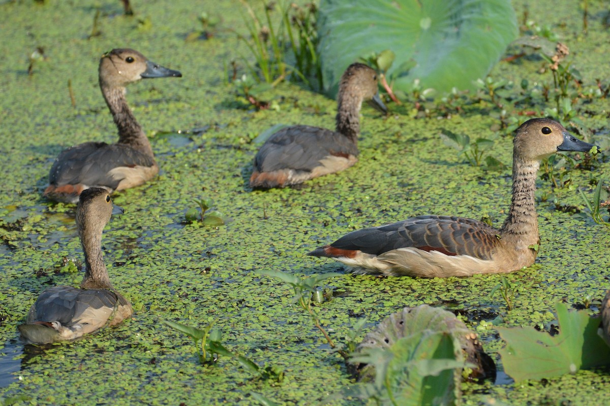 Lesser Whistling-Duck - chaitanya maringanti