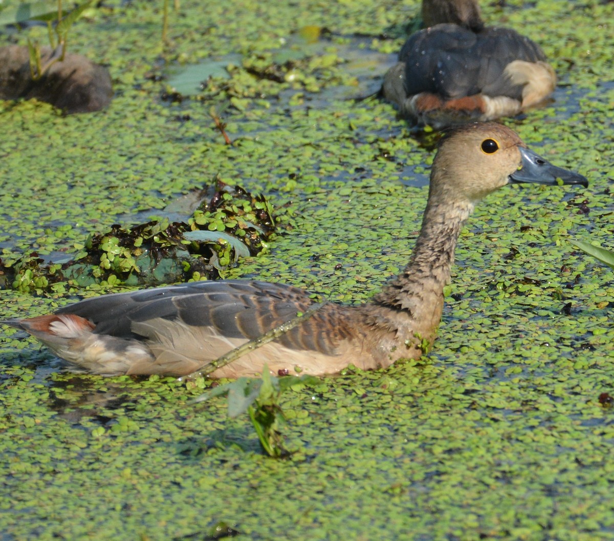 Lesser Whistling-Duck - chaitanya maringanti