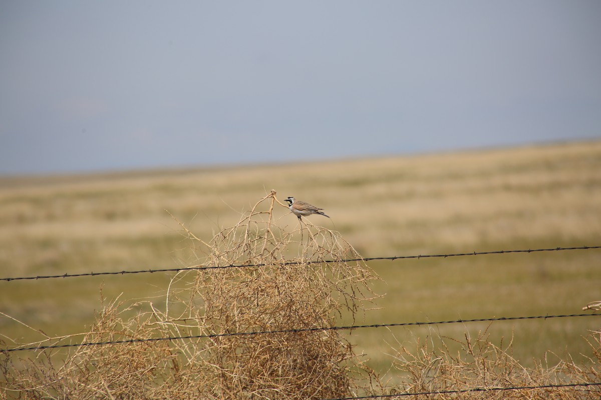 Horned Lark - Morgan Van Peursem