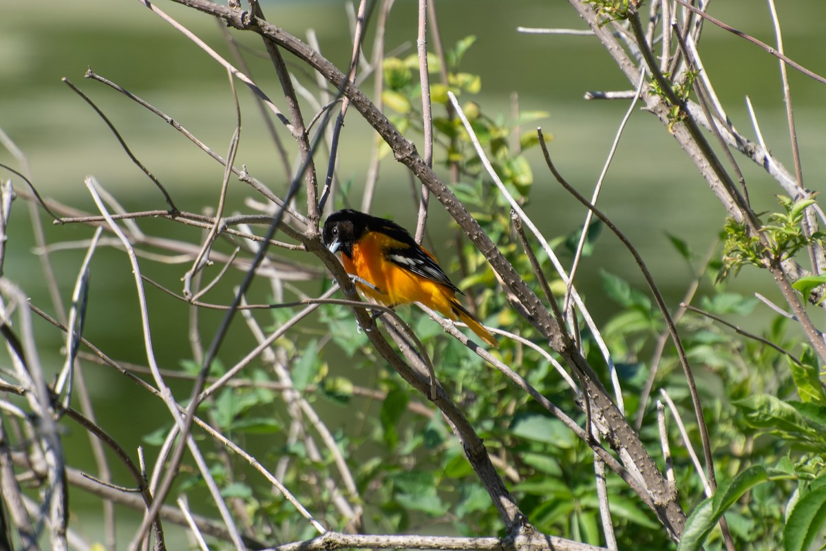 Baltimore Oriole - Madalin Bernt