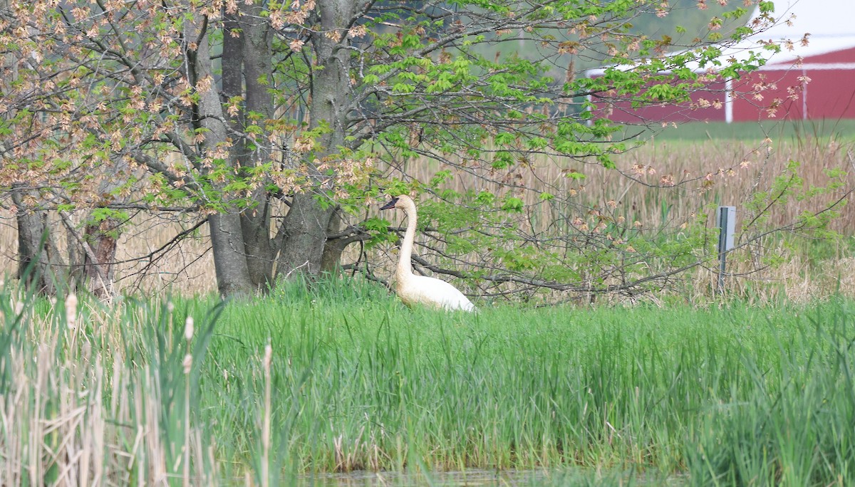 Trumpeter Swan - ML619569695