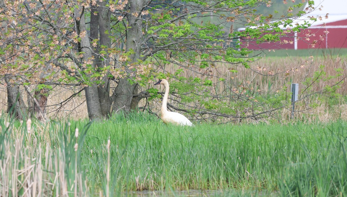 Trumpeter Swan - Ezra H