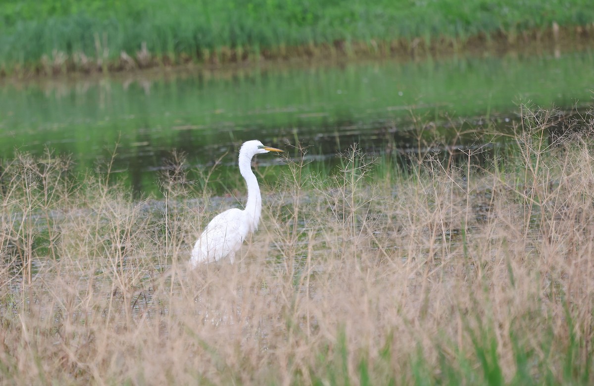 Great Egret - Ezra H