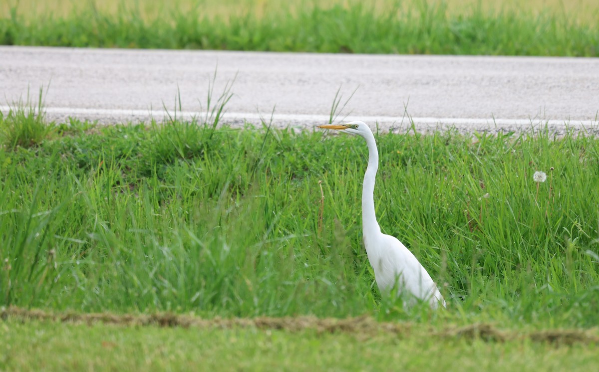 Great Egret - Ezra H