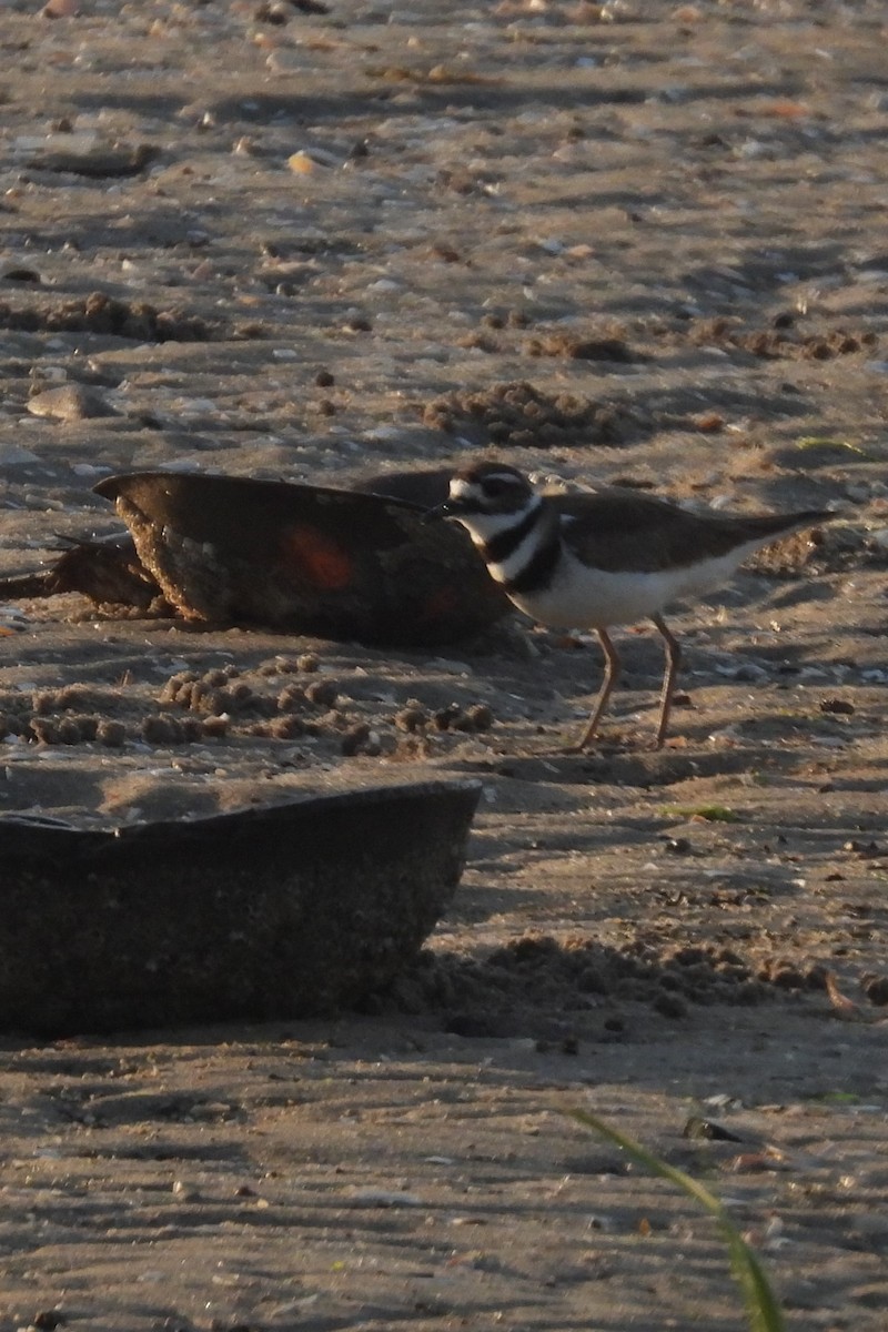 Killdeer - Larry Gaugler