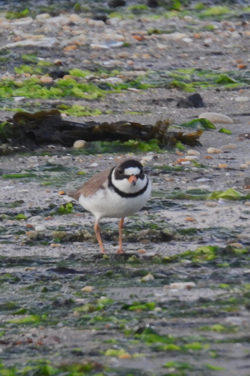 Semipalmated Plover - Larry Gaugler